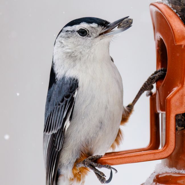 Wild Bird Feeder
